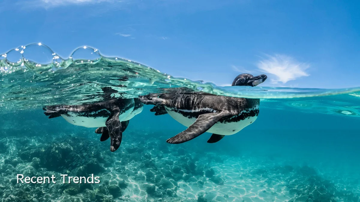 Recent Trends